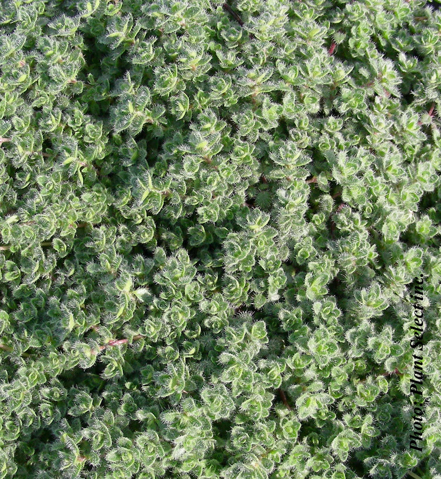 Thymus pseudolanuginosus