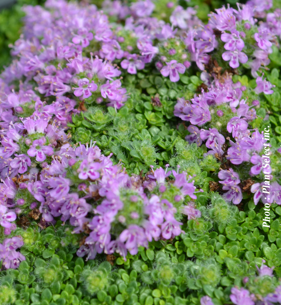 Thymus praecox 'Arcticus'