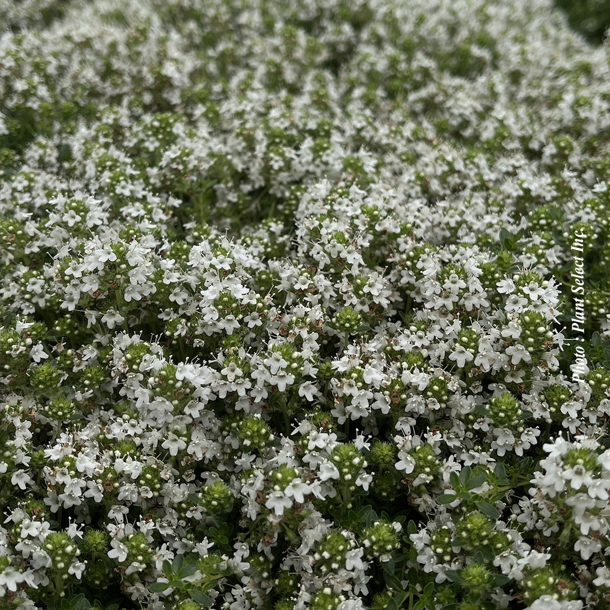 Thymus serpyllum 'Albus'