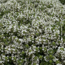 Thymus serpyllum 'Albus'