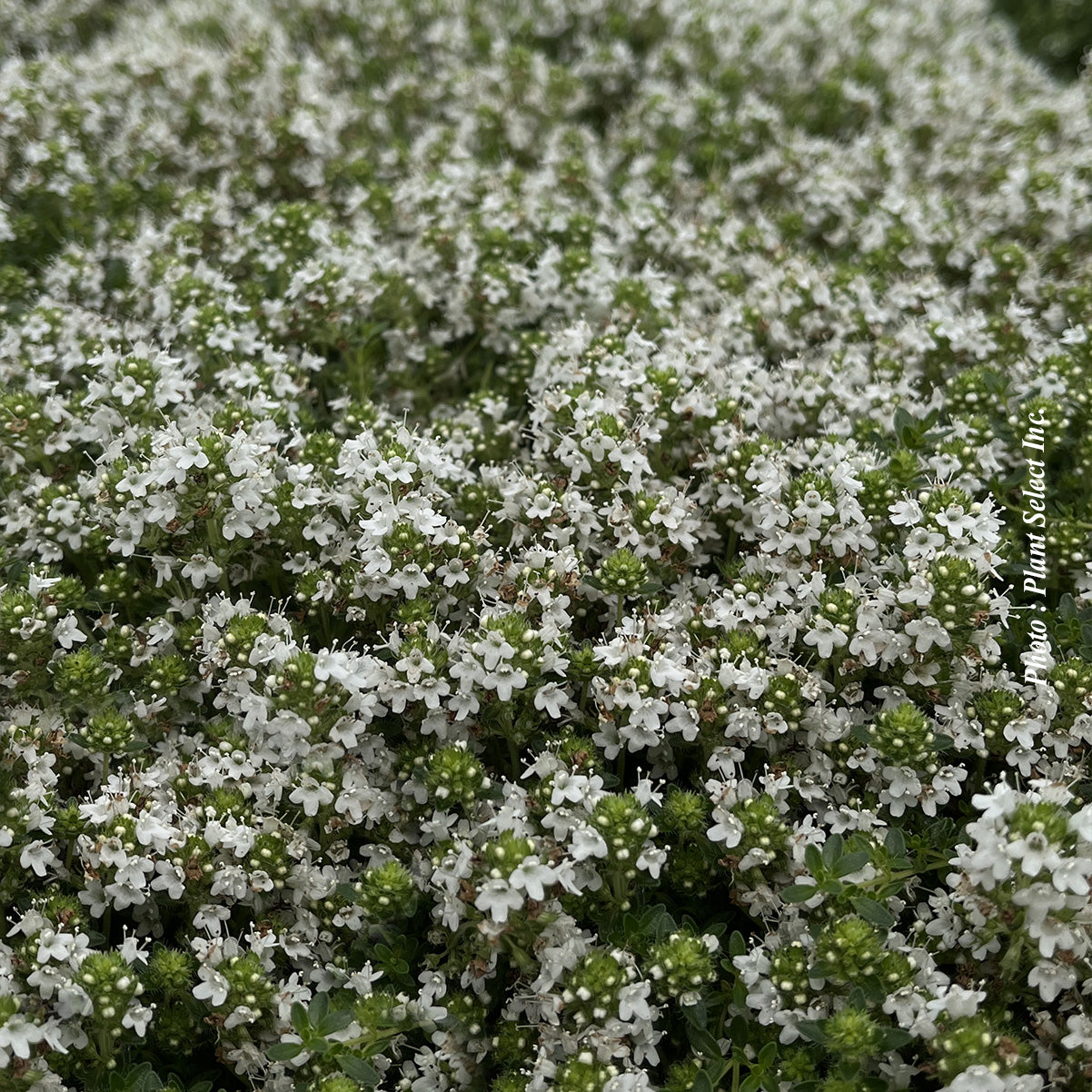 Thymus serpyllum 'Albus'