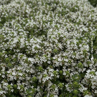 Thymus serpyllum 'Albus'