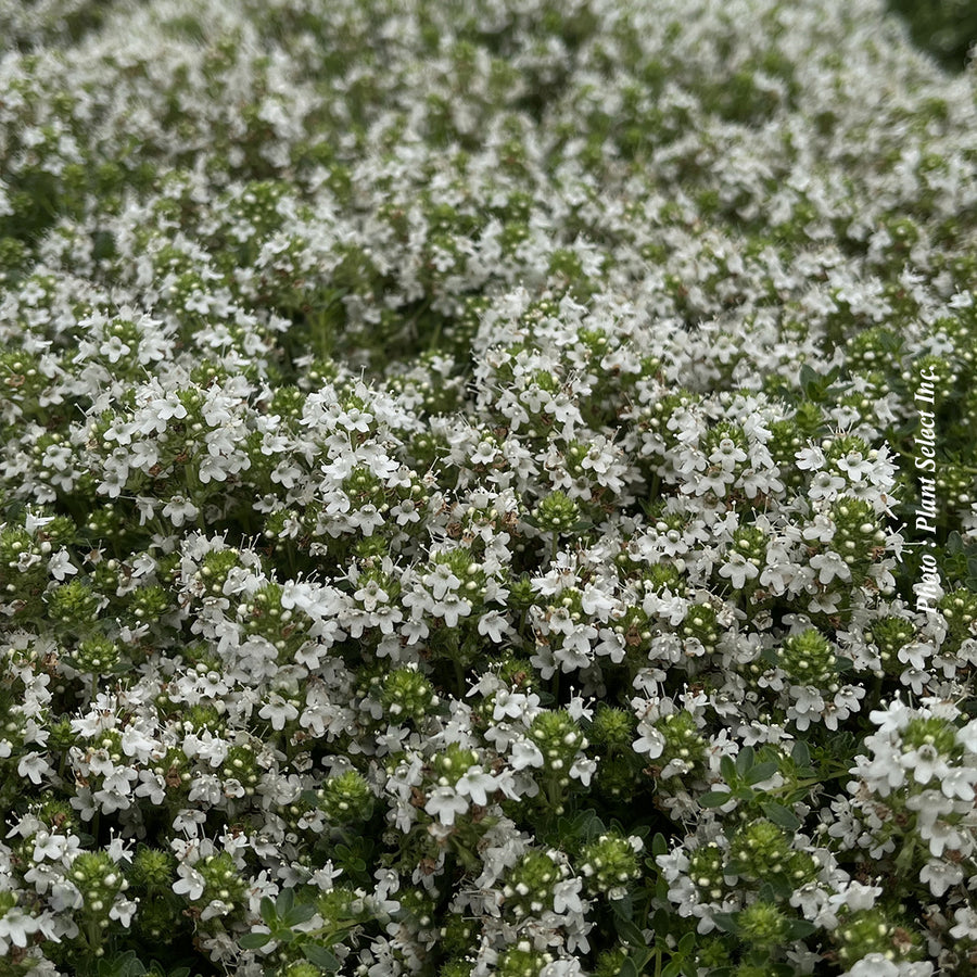 Thymus serpyllum 'Albus'