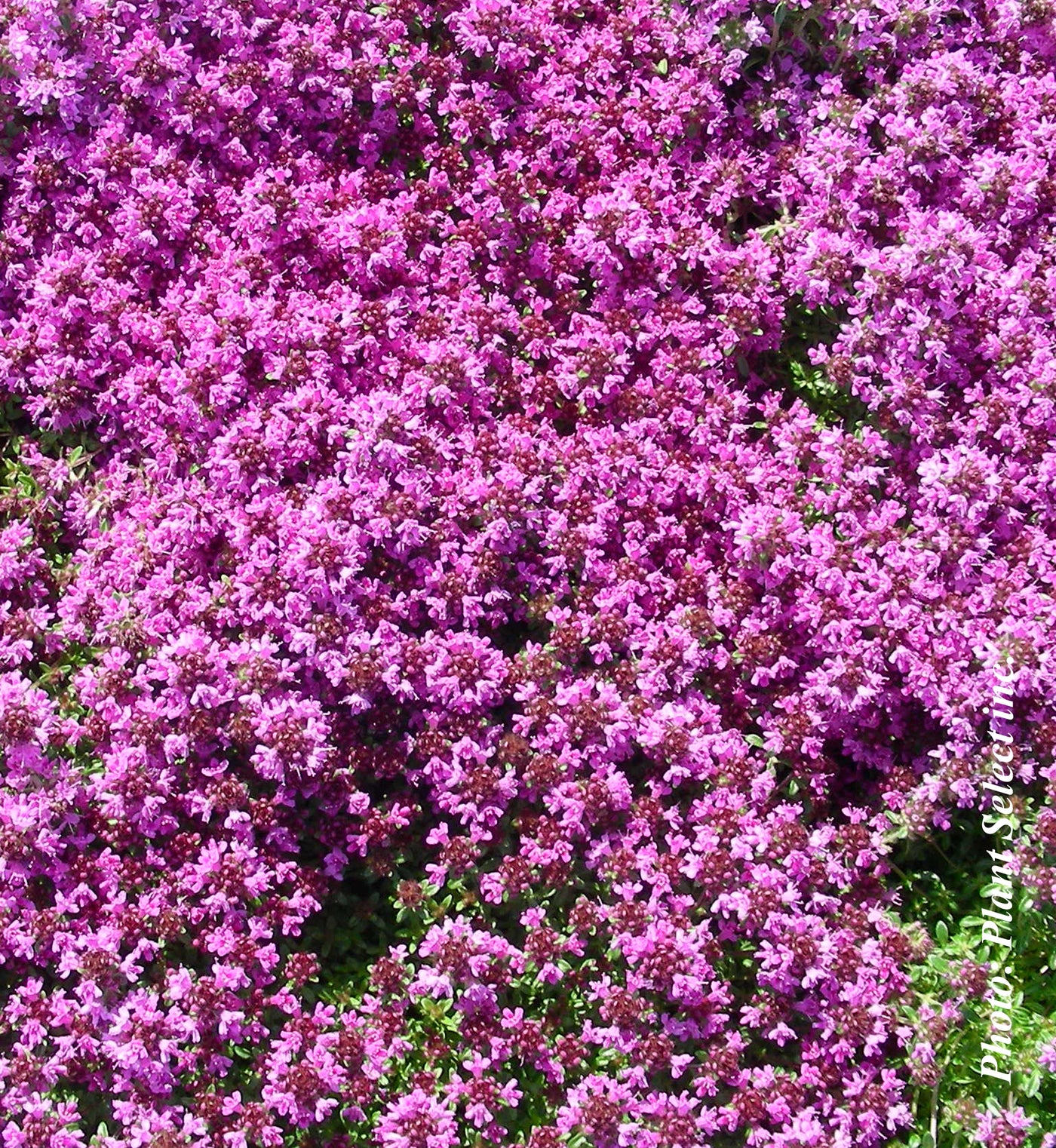 Thymus praecox 'Coccineus'