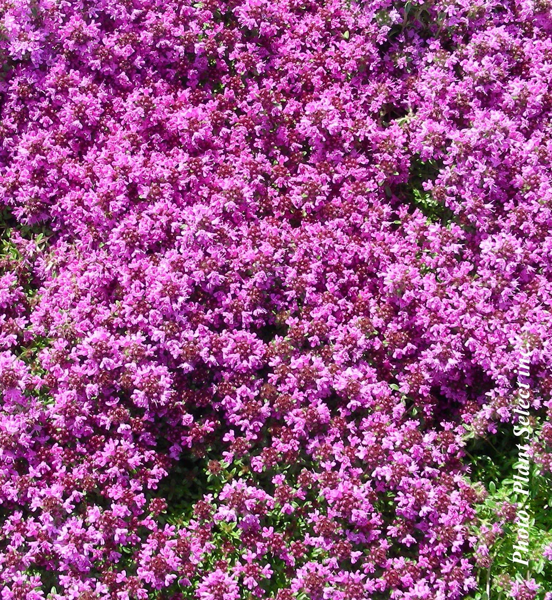 Thymus praecox 'Coccineus'