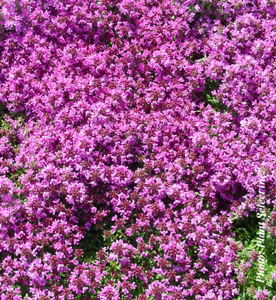 Thymus praecox 'Coccineus'