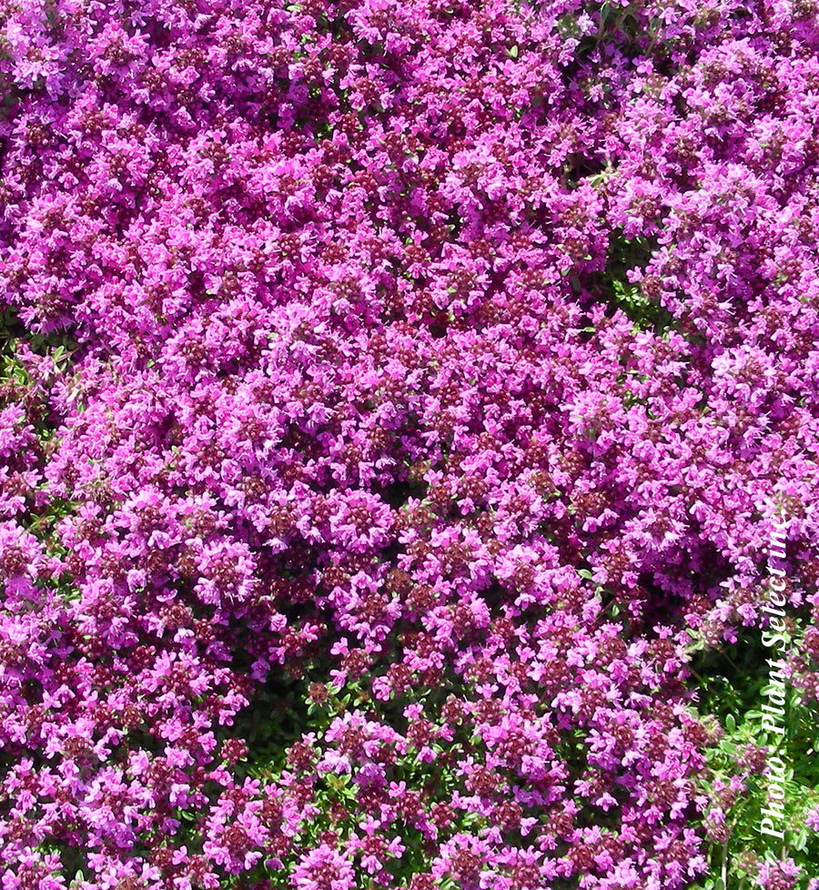 Thymus praecox 'Coccineus'