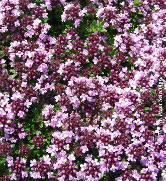 Thym ‘Roseus’ — Thymus serpyllum