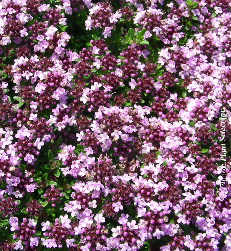 Thymus serpyllum 'Roseus'