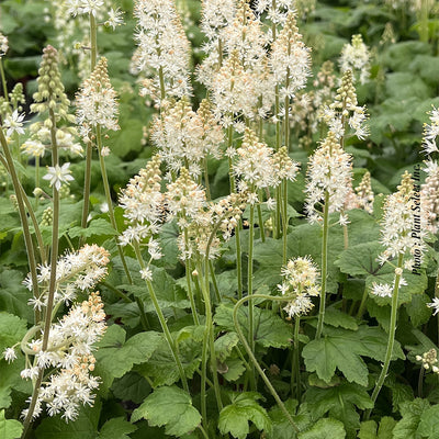 Tiarella cordifolia