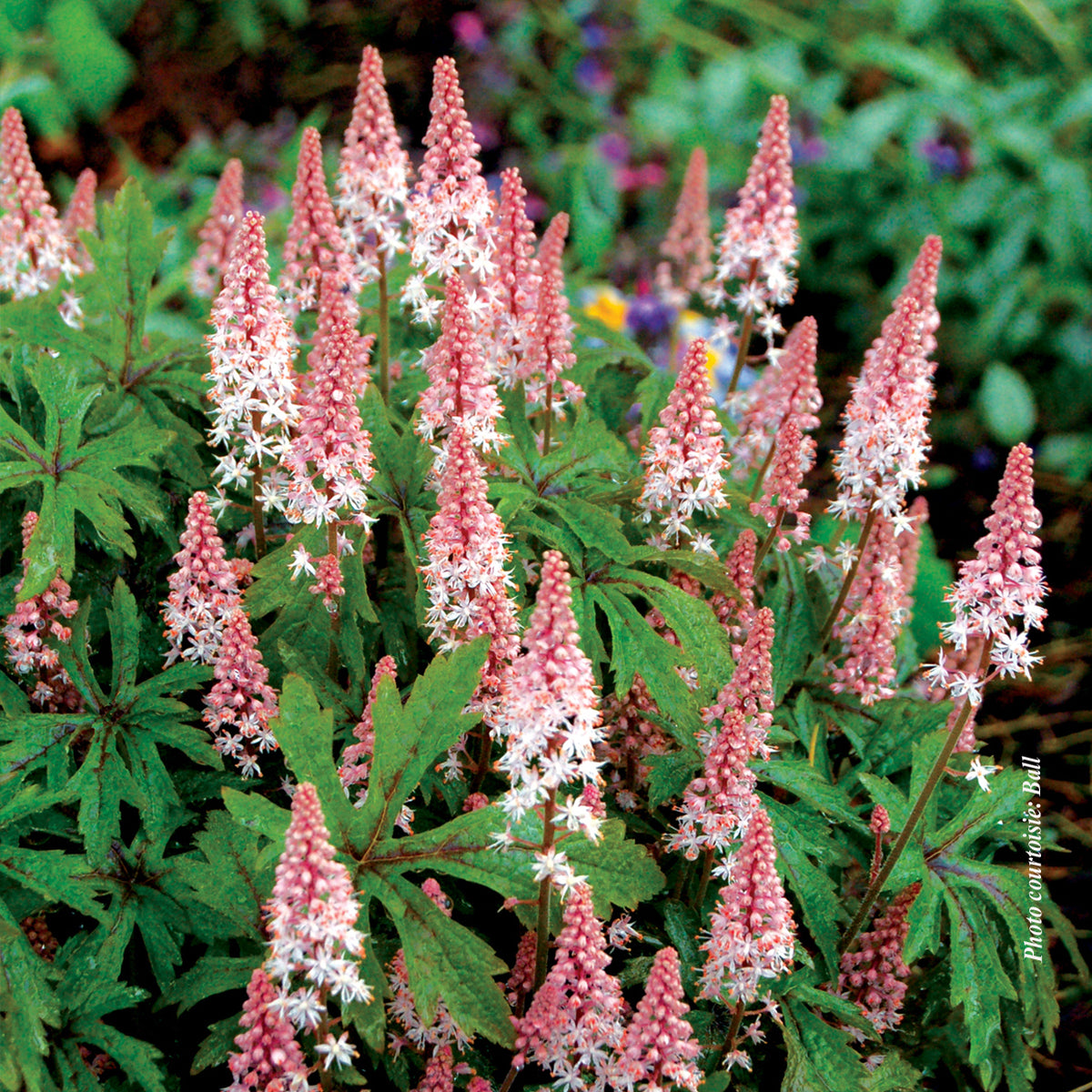Tiarelle ‘Pink Skyrocket’ — Tiarella
