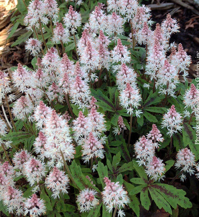 Tiarella 'Spring Symphony'