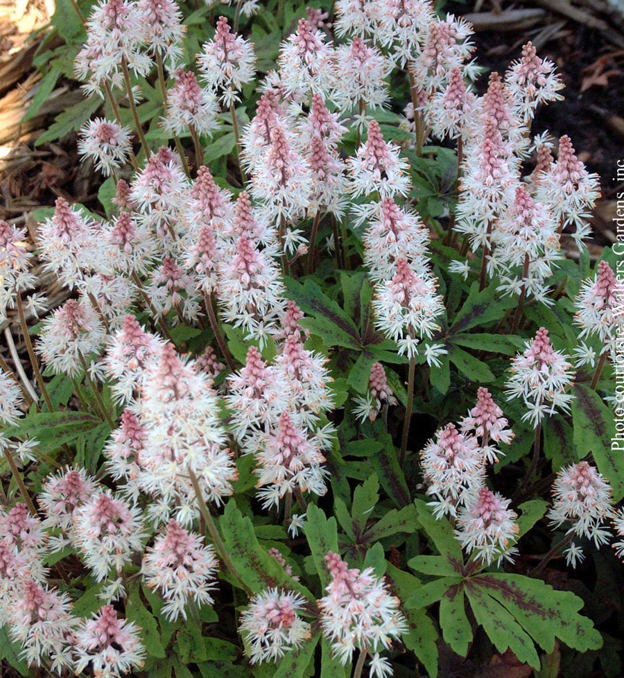 Tiarella 'Spring Symphony'
