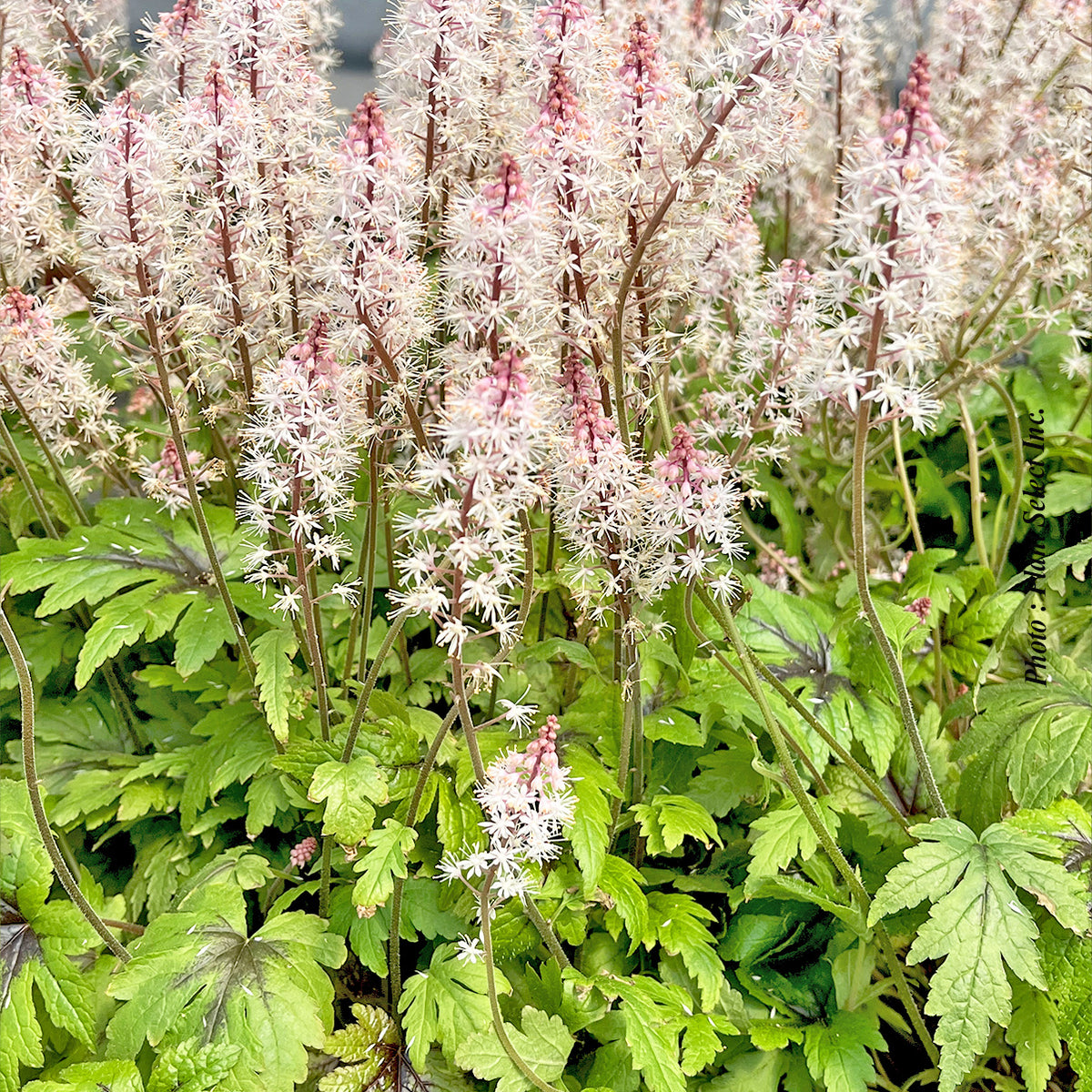 Tiarella 'Sugar & Spice'