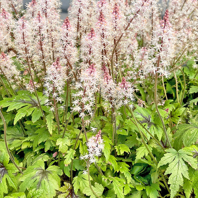 Tiarella 'Sugar & Spice'