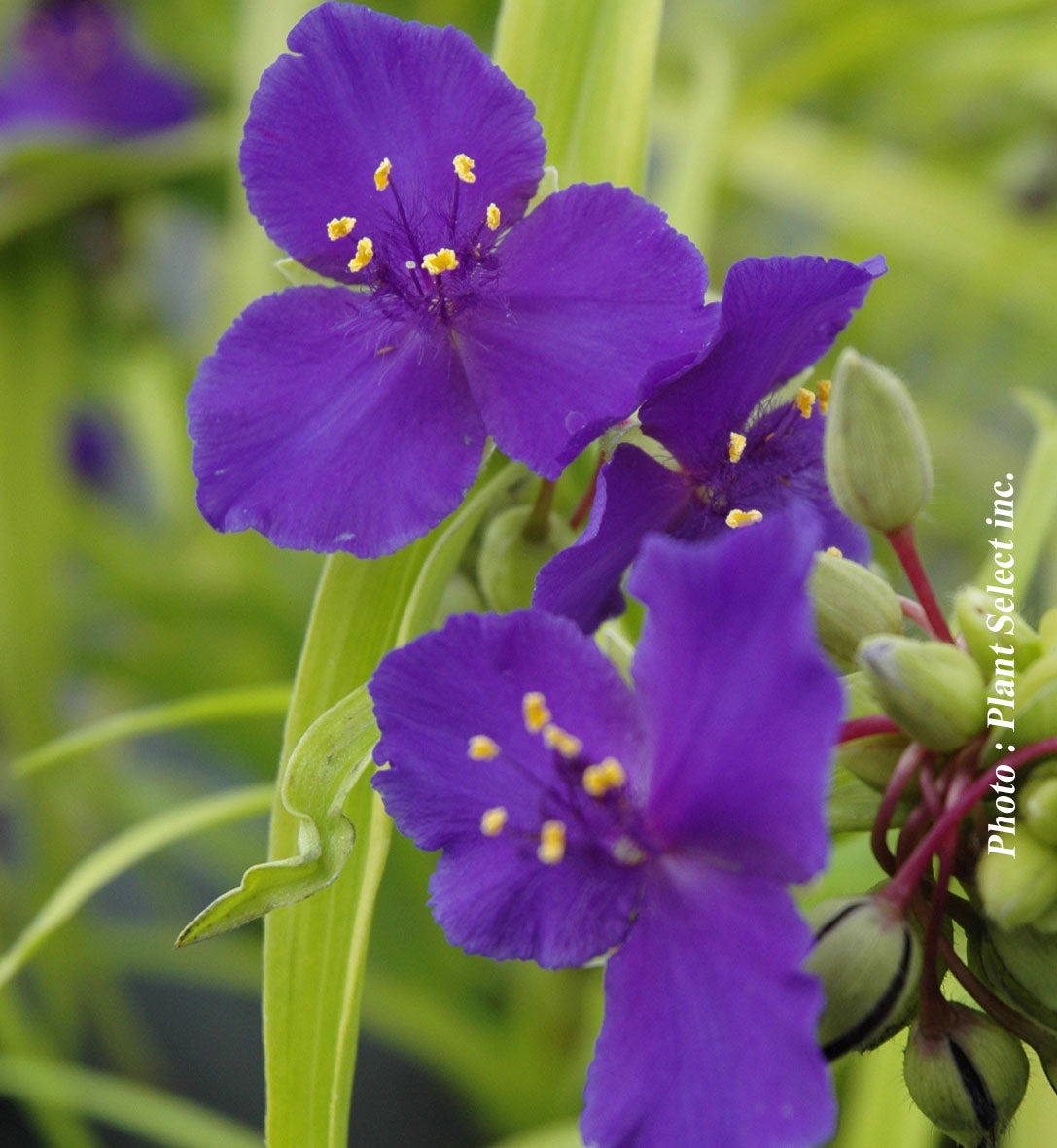 Tradescantia andersoniana 'Blue and Gold'