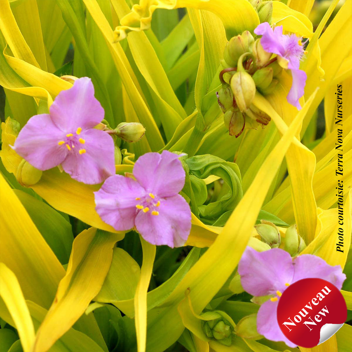 Tradescantia andersoniana 'Sunshine Charm'