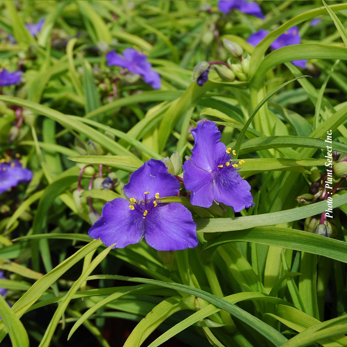 Tradescantia andersoniana 'Sweet Kate'