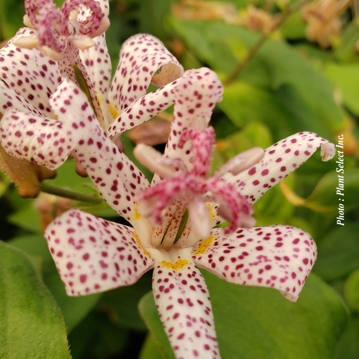 Tricyrtis hirta