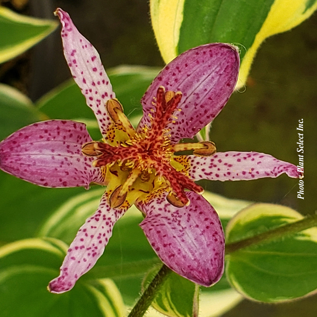Tricyrtis formosana 'Samurai'