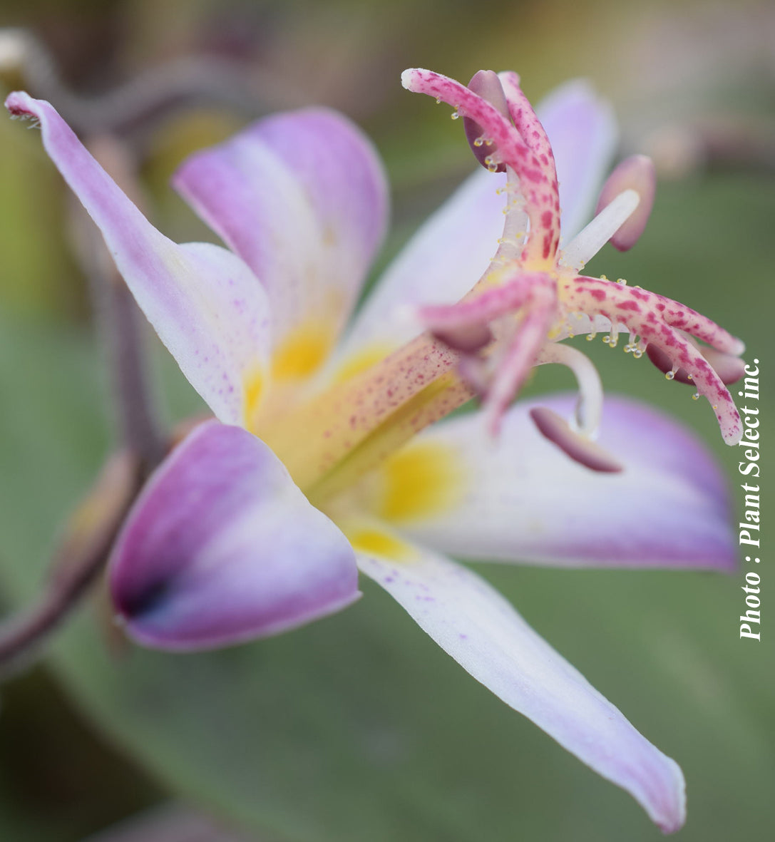 Tricyrtis hirta 'Tojen'