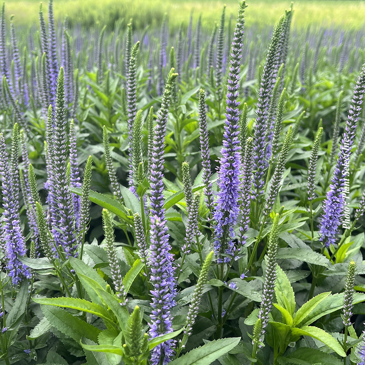 Veronica 'Blue Skywalker'