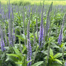 Veronica 'Blue Skywalker'