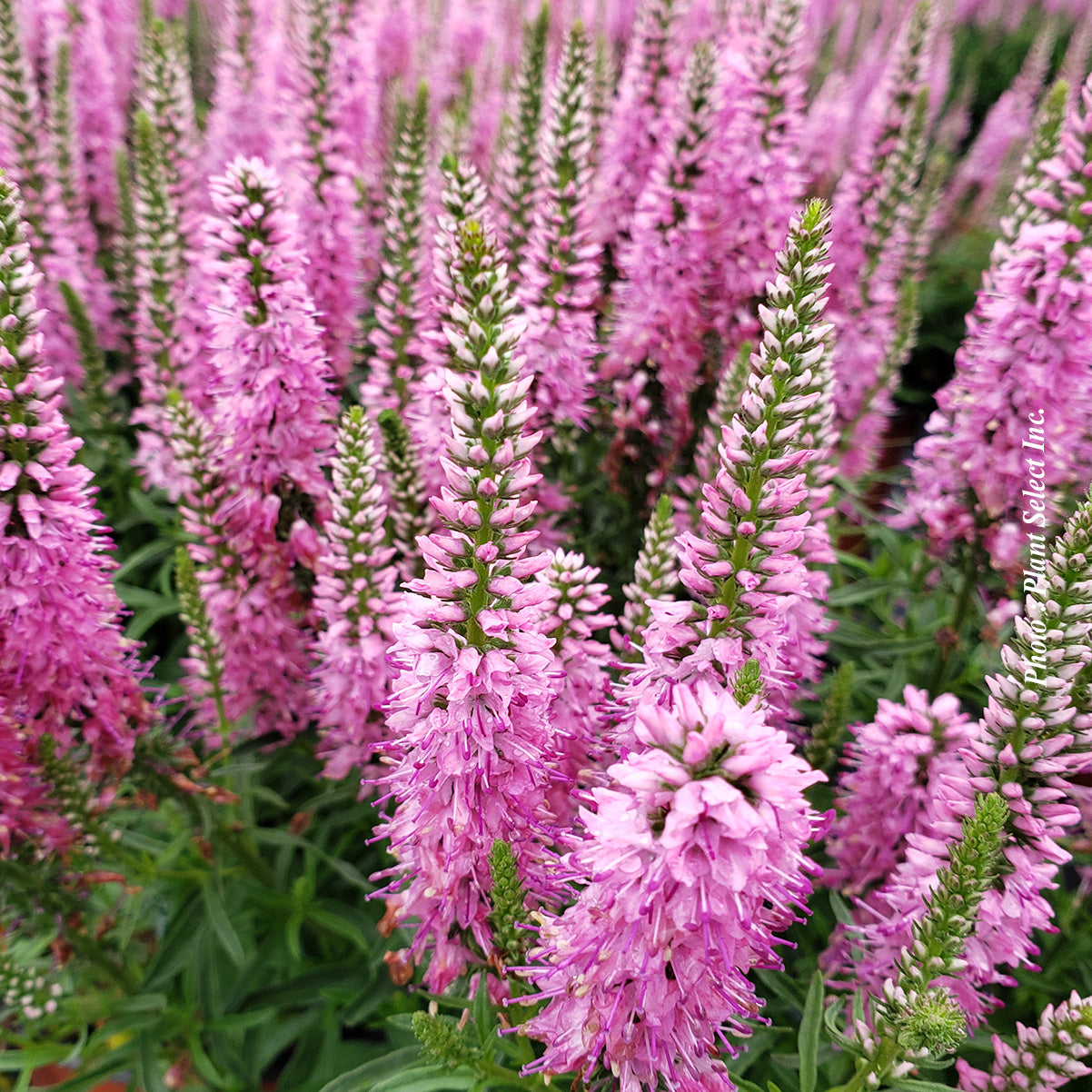 Veronica spicata 'Giles Van Hees'