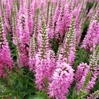 Close view of a dense Giles Van Hees speedwell planting covered with numerous upright soft pink spikes. Several racemes retain green and white tips before the small flowers open completely. Lance-shaped green leaves appear between the stems while additional pink spikes softly fill the background.