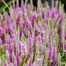 Veronica 'Magic Show Pink Potion'