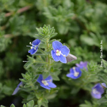 Veronica 'Tidal Pool'