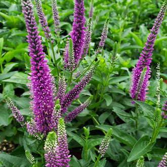 Very Van Gogh spike speedwell with branched rosy-purple spikes rising above green foliage