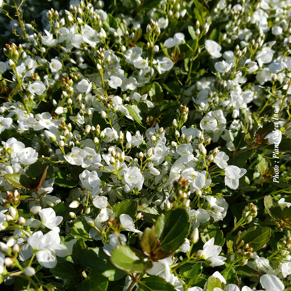 Veronica 'Whitewater'
