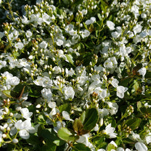 Veronica 'Whitewater'