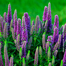 Veronica 'Magic Show Purple Illusion'