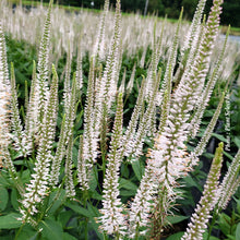Veronicastrum virginicum 'Roseum'