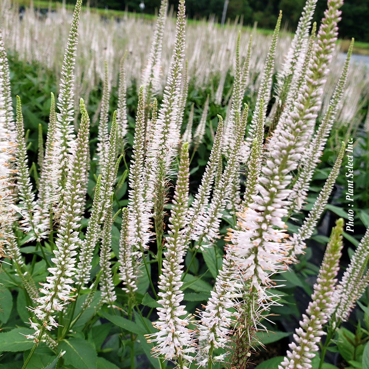Veronicastrum virginicum 'Roseum'