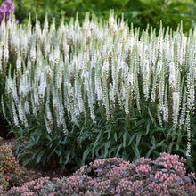 Veronica 'Magic Show White Wands'