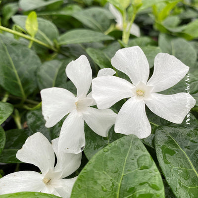 Vinca minor 'Alba'