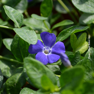 Vinca minor 'Bowles Variety'