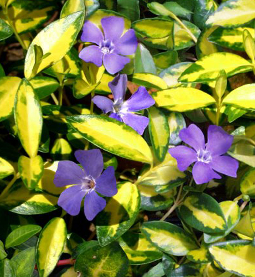 Vinca minor 'Illumination'