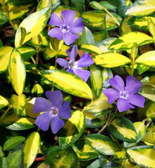 Vinca minor 'Illumination'