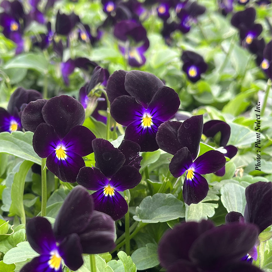 Viola 'Bowles Black'