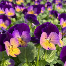Viola 'Celestial Northern Lights'