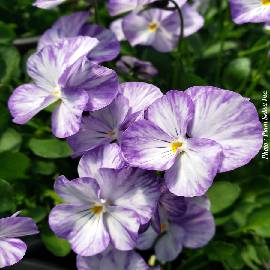 Viola 'Columbine'