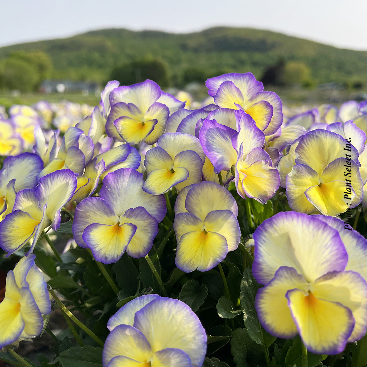 Viola 'Etain'