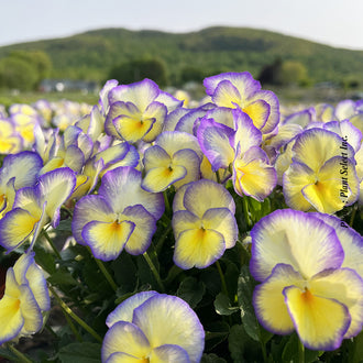 Violette ‘Etain’ — Viola cornuta