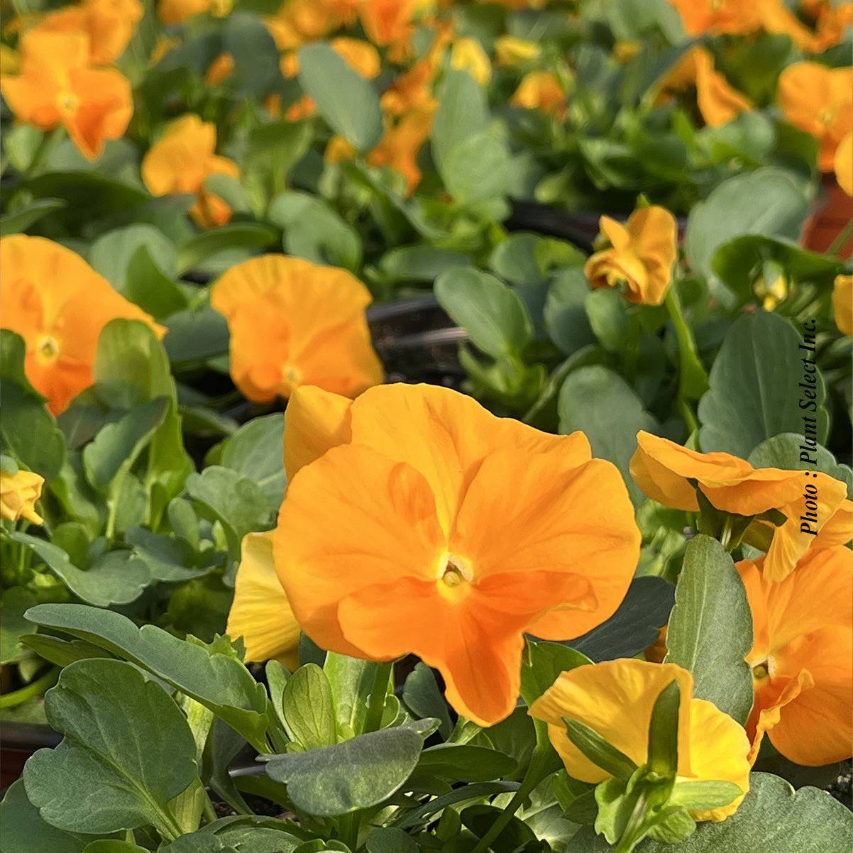Viola 'Halo Golden Yellow'