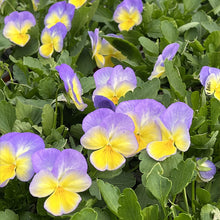 Viola 'Halo Lemon Frost'