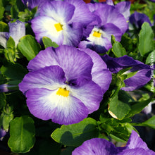 Viola 'Halo Lilac'